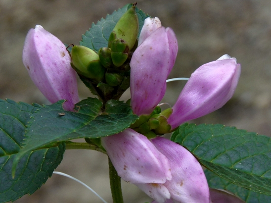 {Chelone lyonii}